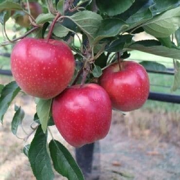 продукты для суши оптом: Саженцы плодовых деревьев. Алмурут көчөттөрүнө заказ алып жатабыз! 📅 — 8