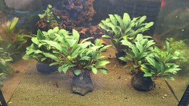 Линолеум: Аквариумные растения — живые, выращенные в воде Предлагаются — 4