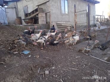 кунан байтал: Продаю | Индюшата | Полукровка | Для разведения | Племенные — 6