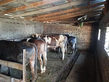 бос уй: Сатам | Бука (эркек) | Бордоп семиртүү үчүн — 1