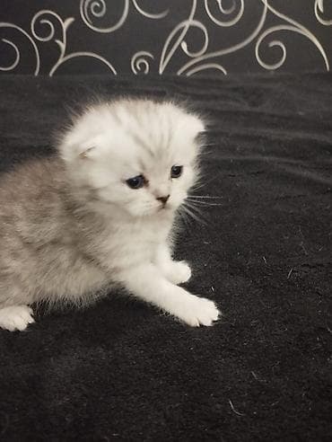 сколько стоит тайская кошка: Открыта бронь на плюшевых шотландских котят (скоттиш-фолд и страйт) — 5