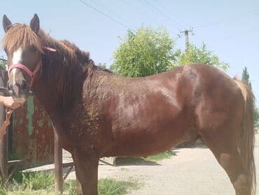 продажа щенков немецкой овчарки в бишкеке с документами: Продаю | Жеребец | На забой, Для разведения | Племенные — 2