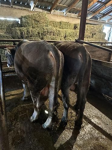 осеменение коров: Продаю | Бык (самец) | Для разведения | Привязанные — 2