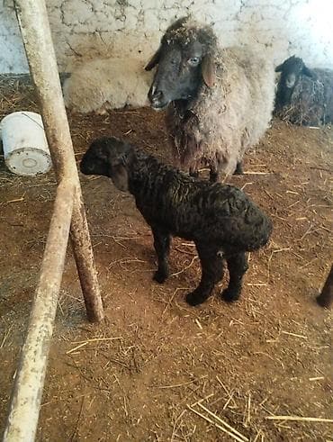 меринос овцы: Продаю | Овца (самка) | Полукровка | Для разведения | Матка — 8