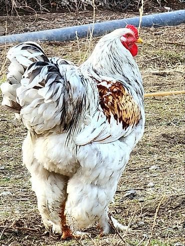 бентамки бентамок бентамка карликов карлики карликовые карлик: Продаю | Петух | Брама | Для разведения — 5