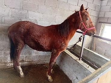 лошит: Продаю | Жеребец — 2