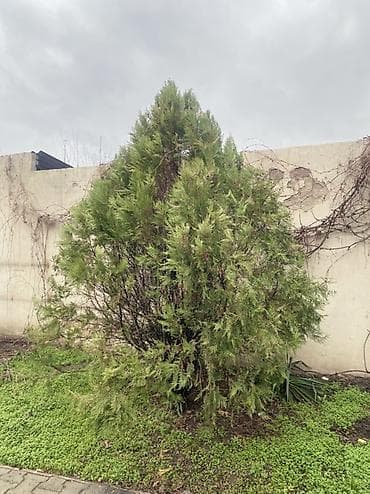 кета: Көчөттөр дарактардын: Карагайлар, Өзү алып кетүү — 3