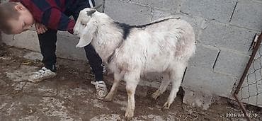 Козы, козлы: Продаю | Козёл (самец) | Нубийская | Для разведения | Племенные — 4