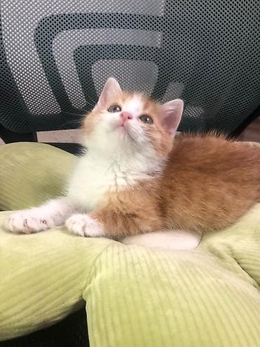 манчкин котенок: Отдам котенка в добрые руки. Мальчик 3 месяца — 3