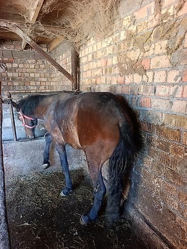 утка лалафа: Продаю | Жеребенок | Рабочий — 2