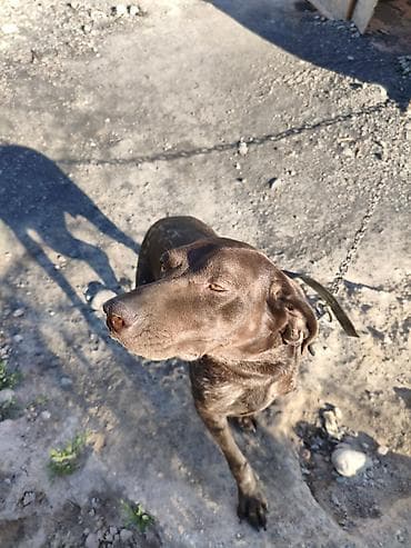 Продажа собак: Курцхаар, 1 год, Самка, С прививкой — 7