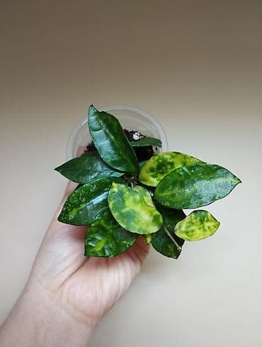 эписция альсобия: В продаже ❇️ Hoya Lacunosa Amarillo — 1