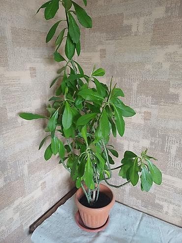 Комнатное растение в горшке — Белый Молочай Характеристики: - Высота