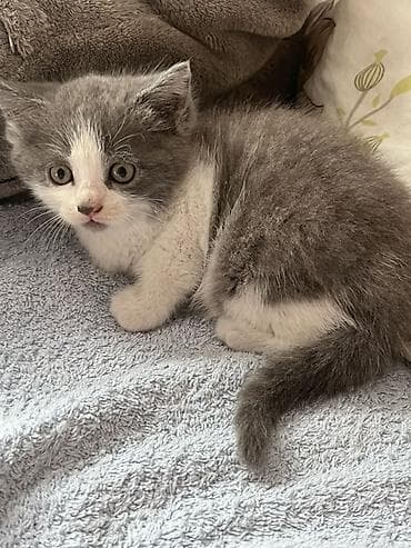 үй жаныбарлары: Котёнок, окрас серо-белый (биколор). Короткая плюшевая шерсть — 2
