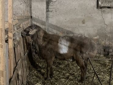 сколько стоит британская золотая шиншилла: Продаю | Баран (самец) | Арашан | Для разведения | Осеменитель — 1