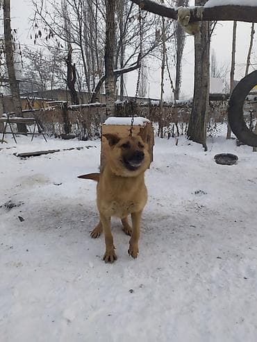 собака такса: Авчарка ИТ сатам — 2