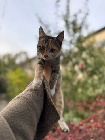 во сколько месяцев стерилизовать кошку: Кошка даром: Беспородная, 3 месяца, Девочка, Приучена к лотку — 1