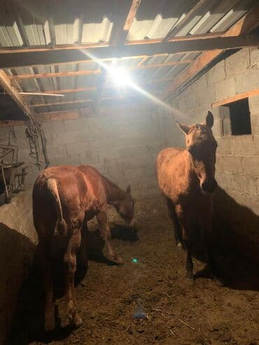 цены породистых собак: Продаю | Жеребенок | Для разведения — 5