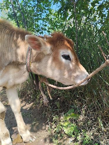 лошади породистые: Продаю | Тёлка | Полукровка, Швицкая | На откорм | Привязанные — 4