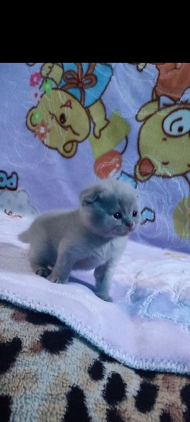 котята сиамской кошки: Шотландский вислоухий котёнок (Scottish Fold), окраса голубой/серый — 6