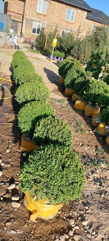 декоративные кусты: Саженцы деревьев: Платная доставка — 8