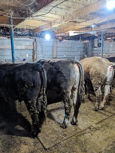 животные корова: Продаю | Бык (самец) — 8