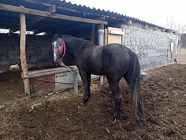 арабские лошади цена: Продаю | Жеребец | Полукровка | Рабочий — 4