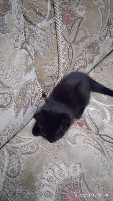 1 мальчик 2 котенка оригинал: Котята в добрые и ответственые руки. Кушают все и китекет тоже. Кашку — 8