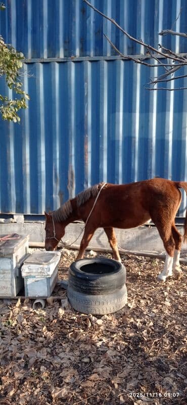 гидропонный зеленый корм цена: Продаю | Кобыла (самка) | Дончак | Для разведения — 8