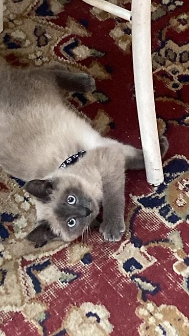 Үй жаныбарлары: Сиам, 6 айлык, Эркек, Лотокко барууга үйрөтүлгөн — 4