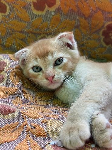 рыжий котёнок купить: 2 месяца, Мальчик, Рыжий, Приучена к лотку — 3