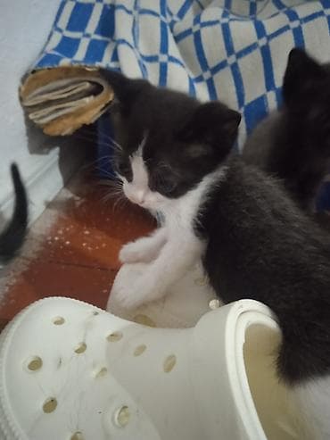 отдам кошку в хорошие руки: Котята, короткошёрстные, домашние. - Возраст: очень маленькие, уже — 2