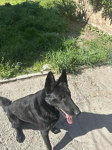 аары ящик: Вязка Крупный кабель черного окраса (овчарка европейская) с короткой — 4