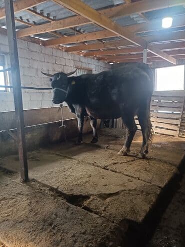 эшек жаныбар: Сатам | Уй (ургаачы) | Сүт алуу үчүн | Байланган — 1