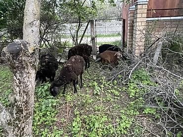 продажа домашних животных: Продаю | Овца (самка) | Для разведения — 2