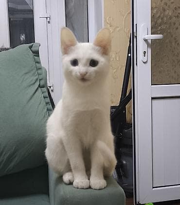 нужна кошка: 4 месяца, Мальчик — 3