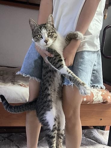отдам телевизоры: Кошка домашняя, короткошёрстная, окраса табби с белым. Стройная — 1