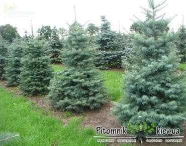 можжевельник скальный: Саженцы деревьев: Ели — 4