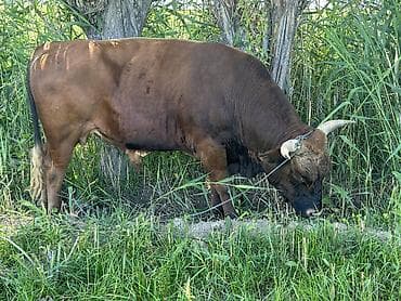 тун азык: Продаю породистый бык 🐂 Швиц 3,5 года Иссык-кульская область с — 2