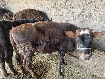 цепи для коров: Продаю | Музоо, торпок | Привязанные — 7