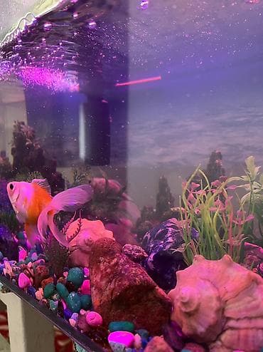 Аквариумы: Продаем аквариум вместе с тремя рыбками 🐠 Рыбки молодые, шустрые и — 1