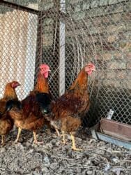 продаю связи с переездом: Сатам | Короздор | Кучинская | Союуга, Көбөйтүү үчүн — 4