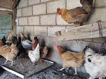 Продаю | Куры, Петух | Домашняя | На забой, Для разведения, Несушки