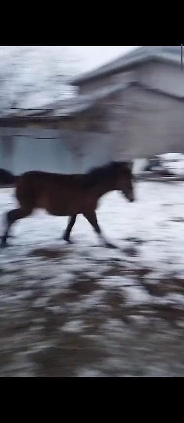 сатам алмашам: 10 айлык ургаачы тай сатылат жеп ичиши жакшы 55 болоору ото срочно — 5