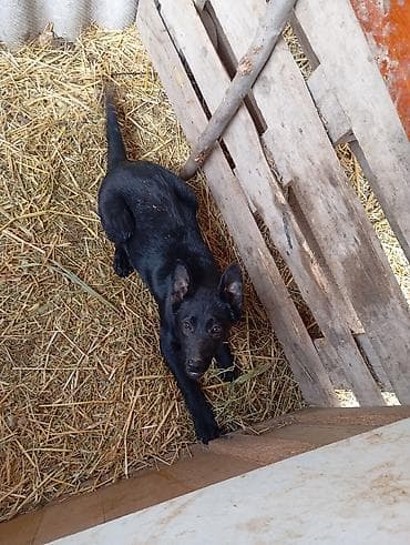 где можно купить перепелов: Щенок, черный окрас, стоячие уши, длинный хвост. Активный, любопытный — 4