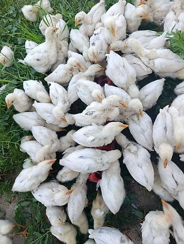 шерсть мериноса: Продаю | Цыплята | Хай-Лайн Соня Грей | На забой — 6