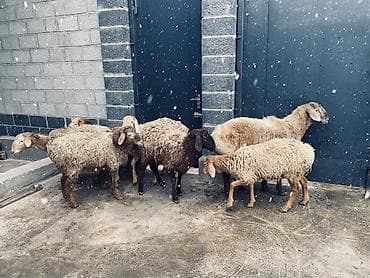 ветеринарный магазин: Продаю | Овца (самка) | Для разведения — 3