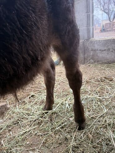 купить калифорнийского червя: Продаю | Музоо, торпок | На откорм | Искусственник — 7