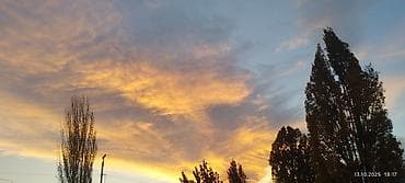 продам масло: Панорамная фотография заката на фоне кипарисов/тополей - Формат — 1