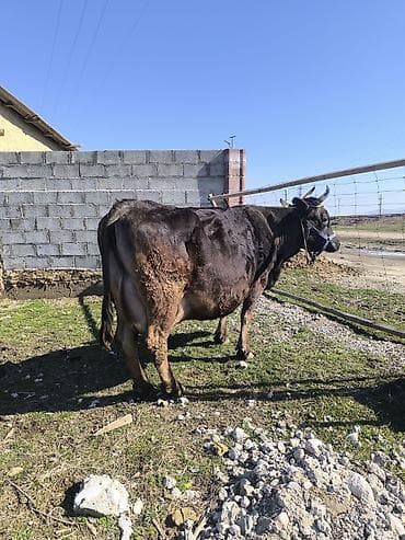 купить собаку джек рассел терьер: Продаю | Корова (самка) | Для молока | Привязанные — 1